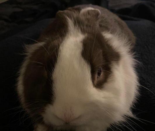 Image 2 of Brown and White Male Lionhead X Lop