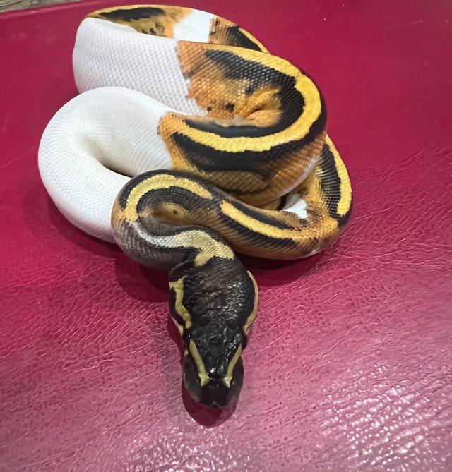 Preview of the first image of CB23 - Female Pied 100% Het Lavender Albino Ball Python.
