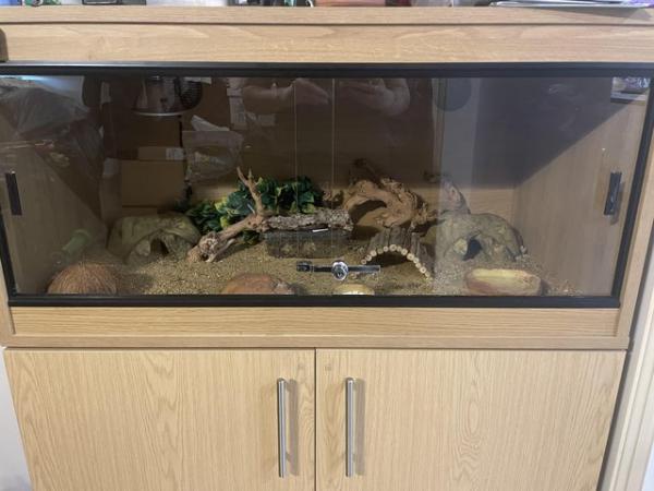 Image 2 of Leopard Gecko for sale with full set up and storage cabinet