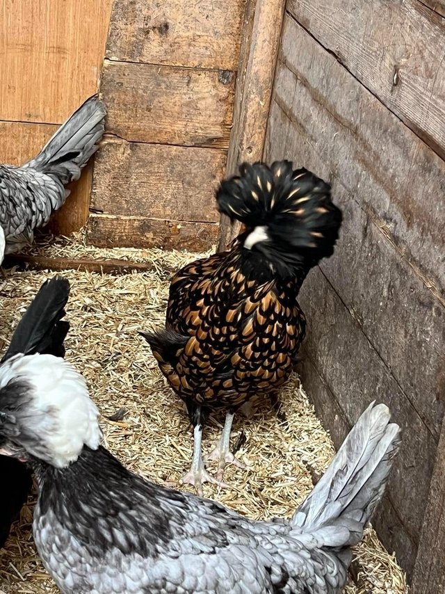 Preview of the first image of Bantam chickens Polish, Pekin, Silkie and Aracanna.