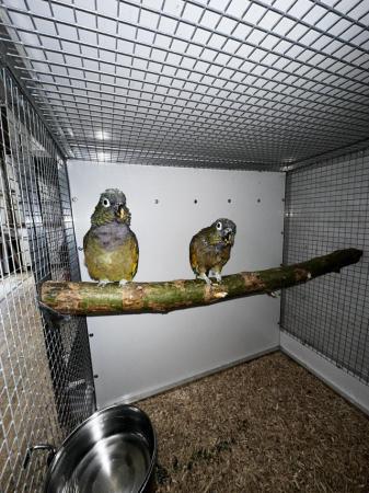 Image 3 of Breeding pair of maxi pionus parrots