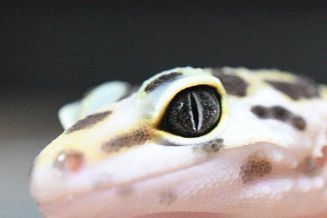 Image 2 of Leopard Gecko (Bold Bandit) (poss hets below) hatch 28/7/23