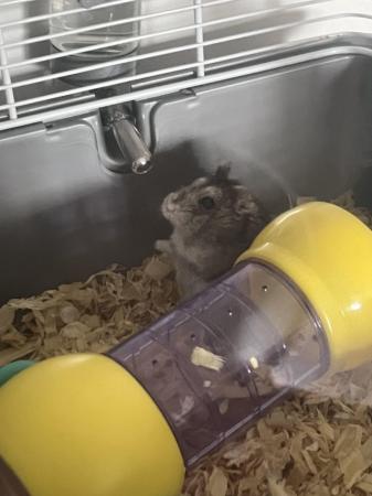 Image 3 of Russian dwarf hamster and accessories