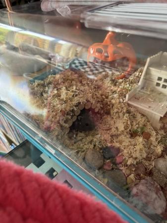 Image 1 of Dwarf Hamster in need of forever home