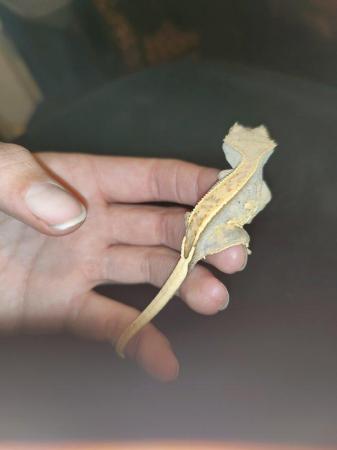 Image 12 of baby crested Geckos for sale..