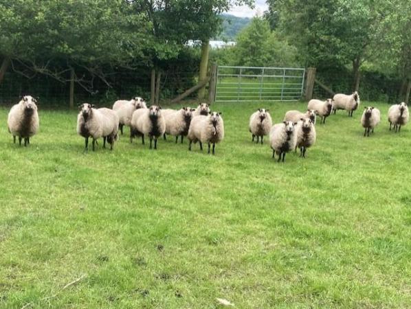 Image 1 of Badger Face yearling ewes for sale