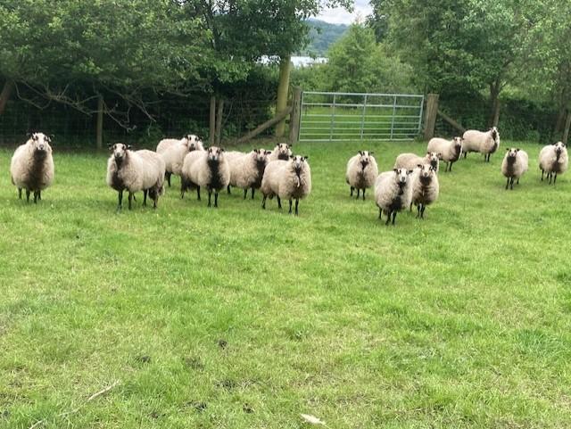 Preview of the first image of Badger Face yearling ewes for sale.