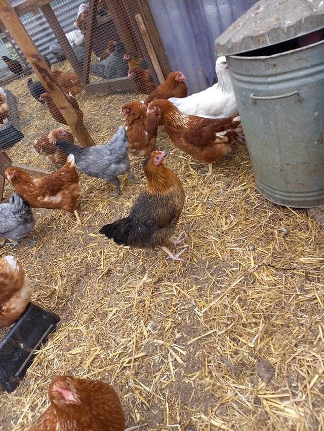 Preview of the first image of Black rock chicken , point of lay 18week old.