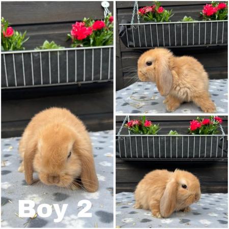 Image 2 of Baby mini lop bunnies for sale £30-£40