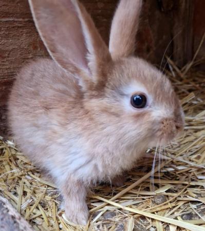 Image 17 of Bunnies looking for loving forever homes