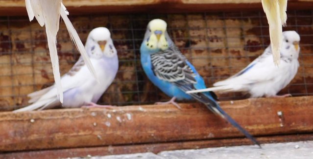 Image 8 of Budgies For Sale. Ideal Pets (Friendly) + Suit for Aviaries