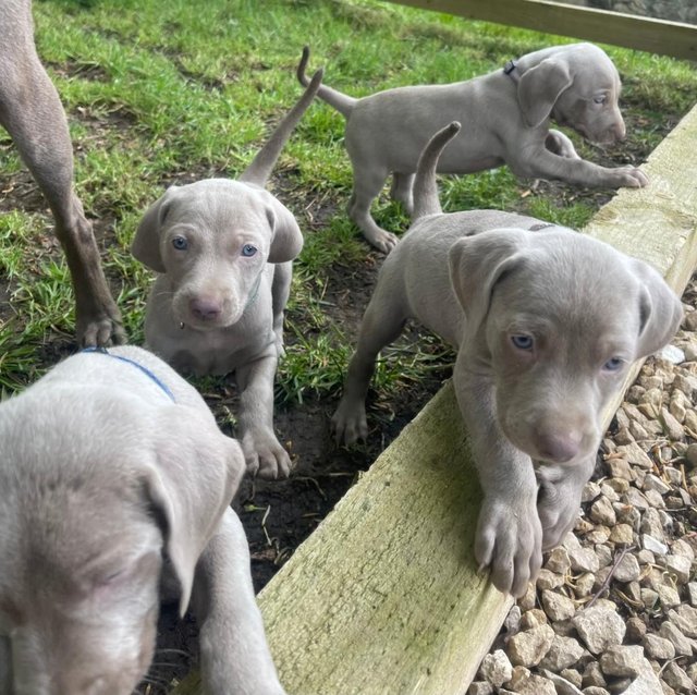 Preview of the first image of 7 week old KC reg Weimaraner girls.