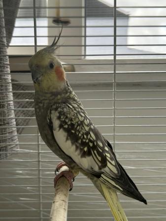 Image 1 of 1 year old female cockatiel for sale