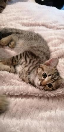Image 10 of ReDy now 3 lovely tabby kittens 2 boys and 1 girl