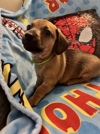 Image 9 of Adorable Chiweenie Puppies Looking For Loving Homes