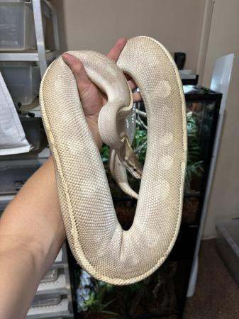 Image 1 of Proven Breeder Ball Pythons **updated.**