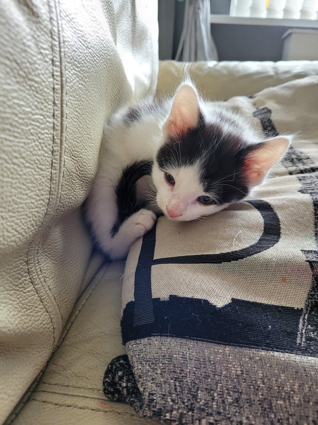 Preview of the first image of 9 week old male kitten looking for his forever home.