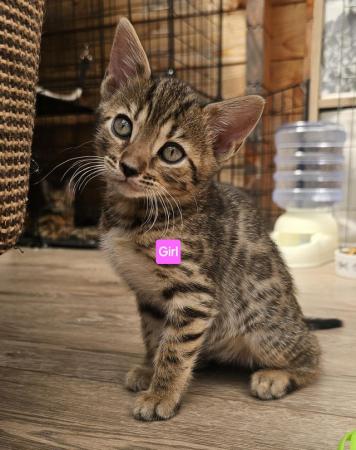 Image 5 of One Cute Bengal Kitten looking for her new home.