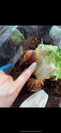 Image 1 of Albino African land snails