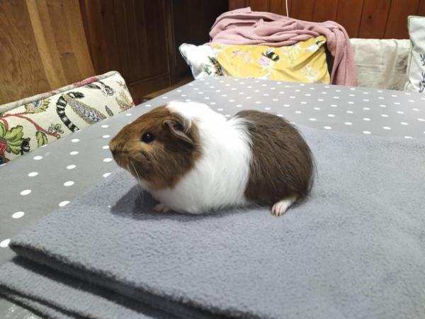 Image 6 of Female pair of baby Silkie coronet guinea pig baby for sale