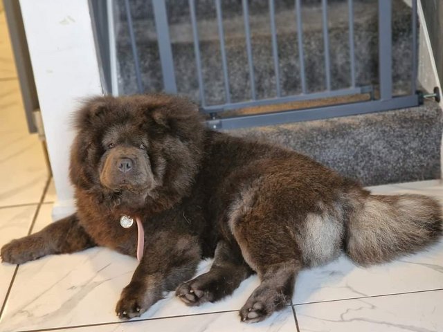 Preview of the first image of Chow Chow Female Available.