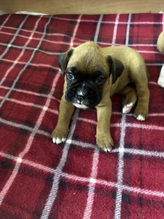 Image 7 of 2 Kc registered Boxer puppies
