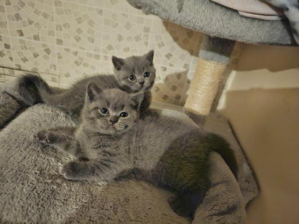 Image 7 of British shorthair kittens