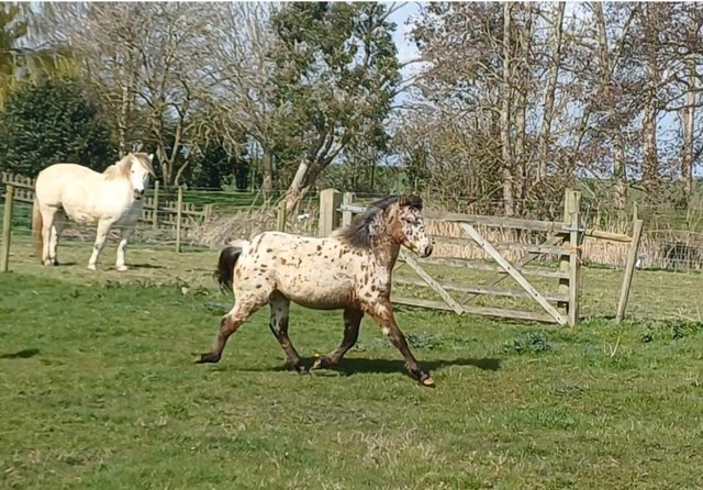 Preview of the first image of Beautiful registered part bred appaloosa.