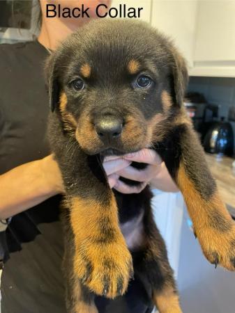 Image 6 of Rottweiler Puppies Ready to Leave Now