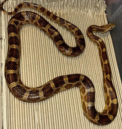 Image 2 of Male corn snake For sale