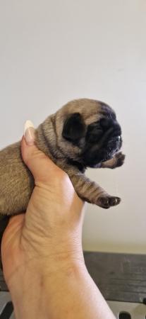 Image 4 of Amazing pugalier Puppy's pug ready now 1 girl left