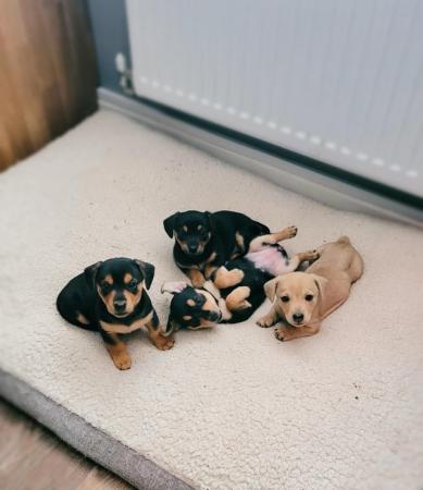 Image 2 of REDUCED! Dachshund cross puppies looking for forever homes