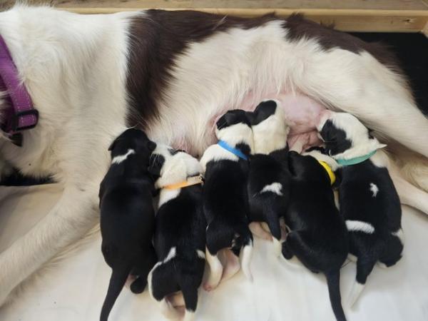 Image 1 of 6 Border collie puppies ready to leave 7th July