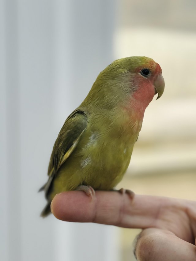 Preview of the first image of BEAUTIFUL HAND TAME GREEN PEACH LOVE BIRD.