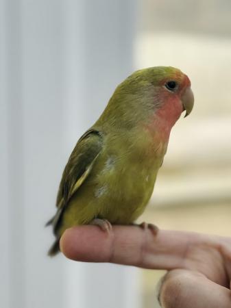 Image 1 of BEAUTIFUL HAND TAME GREEN PEACH LOVE BIRD