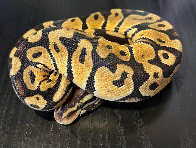 Preview of the first image of Pastel 100% Het Albino Ball Python.