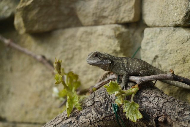 Image 2 of Baby Male Australian Water Dragons (CB Aug 23)