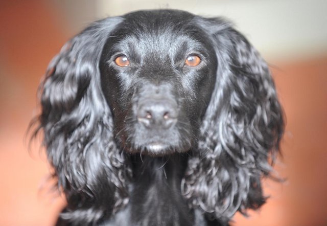 Image 7 of working cocker spaniel puppies for sale KCreg