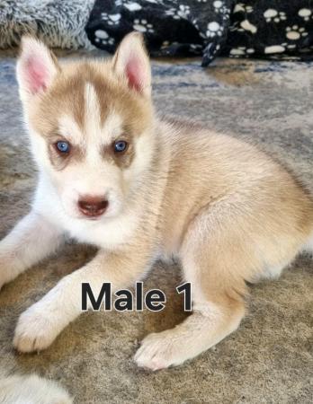 Image 4 of Full pedigree Siberian husky pups for sale
