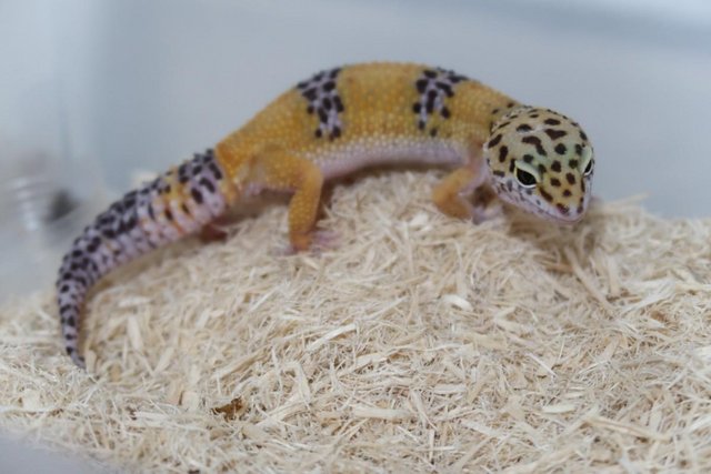 Preview of the first image of Young Female Leopard Gecko for SALE.