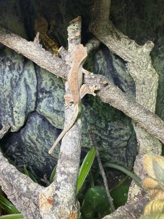 Image 3 of Crested Gecko Morphs at Riverview Reptiles