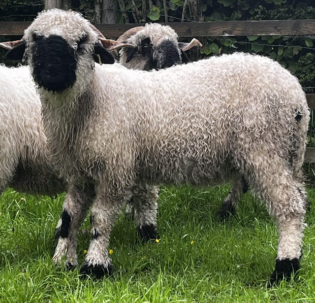 Preview of the first image of Pedigree valais blacknose shearling ewe- full Swiss lines.