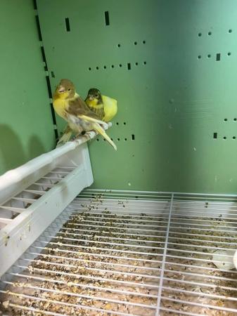 Image 4 of Canaries for sale . Heathy birds