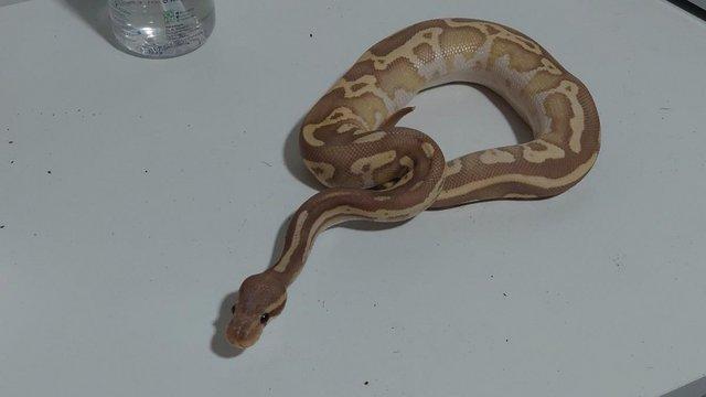 Image 6 of 2022 Banana Leopard Mojave Female Ball Python