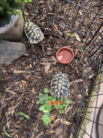 Image 5 of Male Tortoises and table for sale