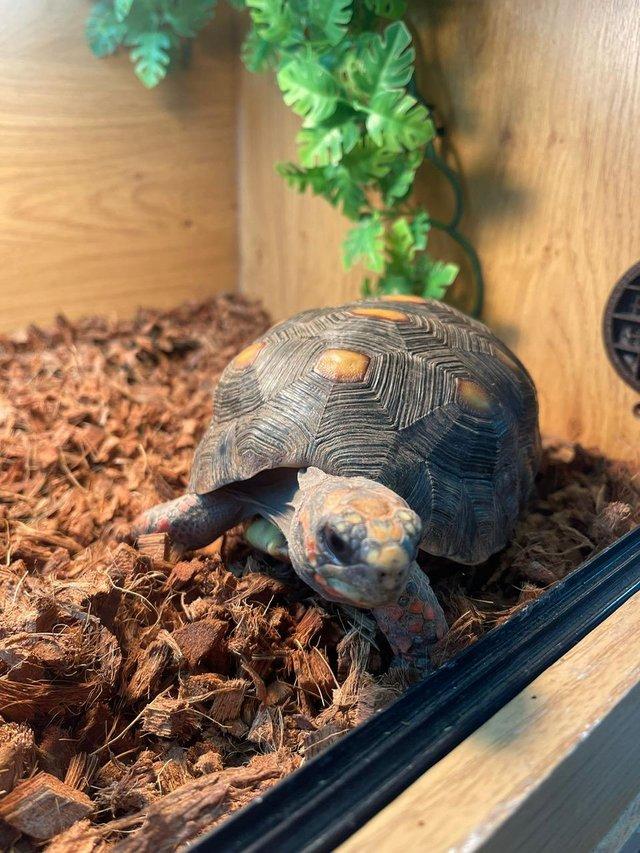 Preview of the first image of Tortoises for sale at Birmingham Reptiles.