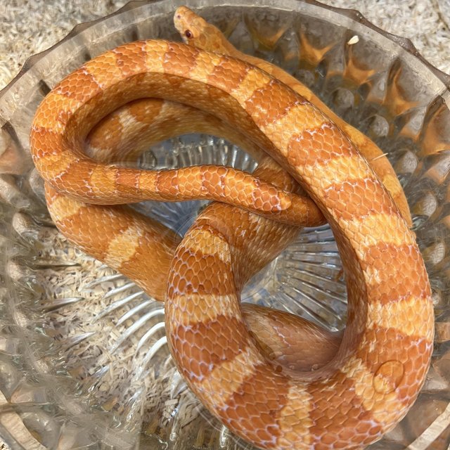 Preview of the first image of Girl corn snake albino 2 years.