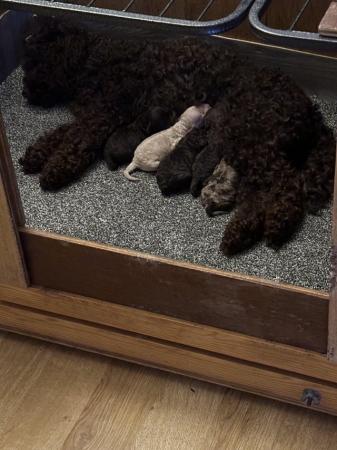 Image 6 of One left! REDUCED READY NOW Gorgeous cockapoo puppies.