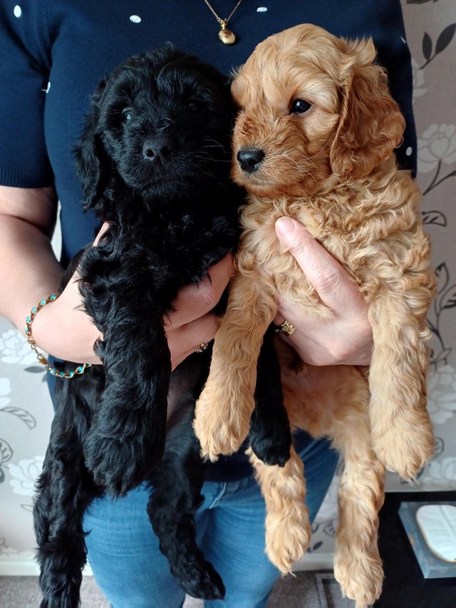 Preview of the first image of For Sale Labradoodle puppies.