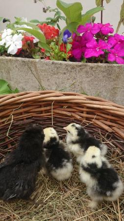 Image 3 of Day old chicks hatched weekly